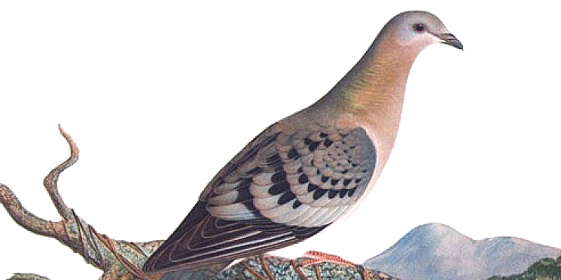 An artist's rendering of a Passenger Pigeon.