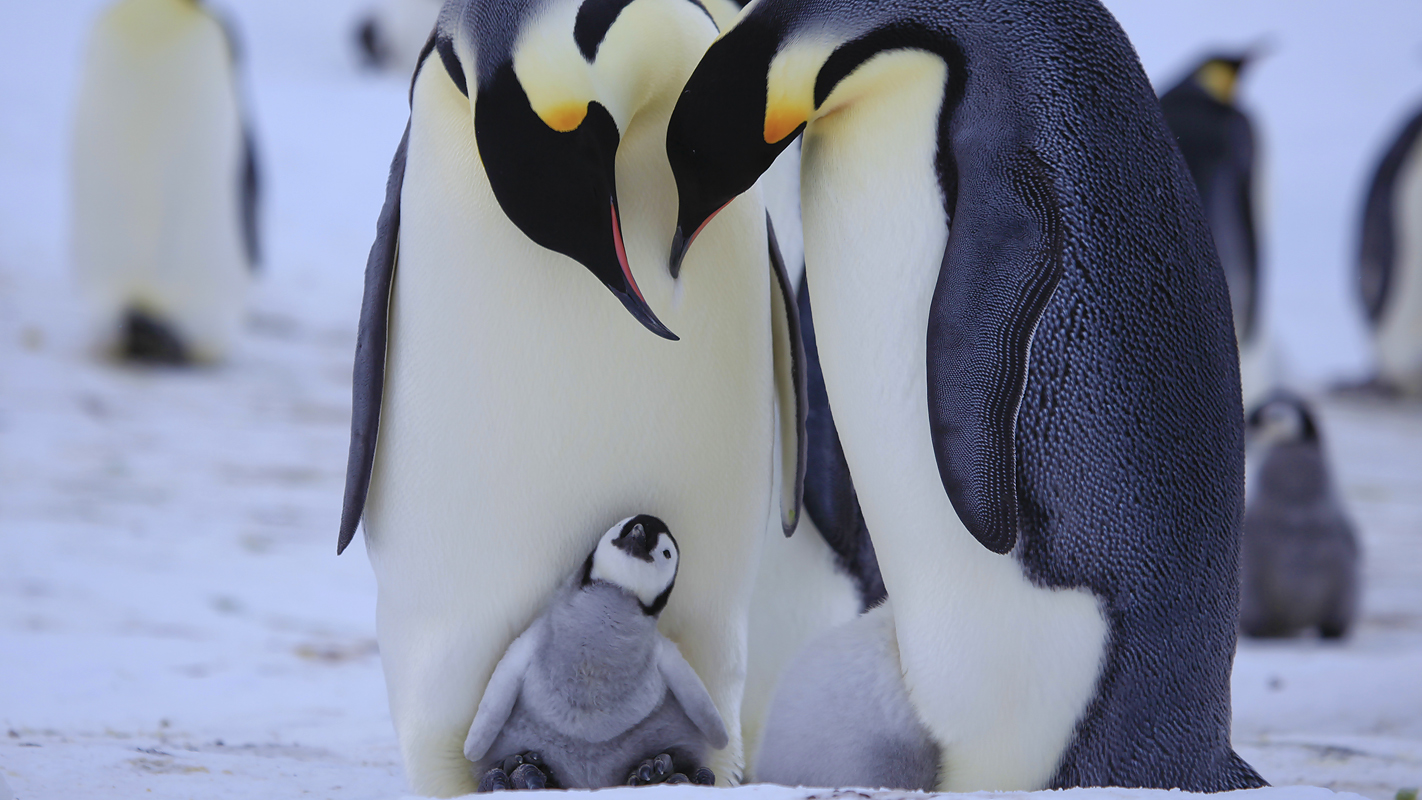 Emperor penguins and their chick.