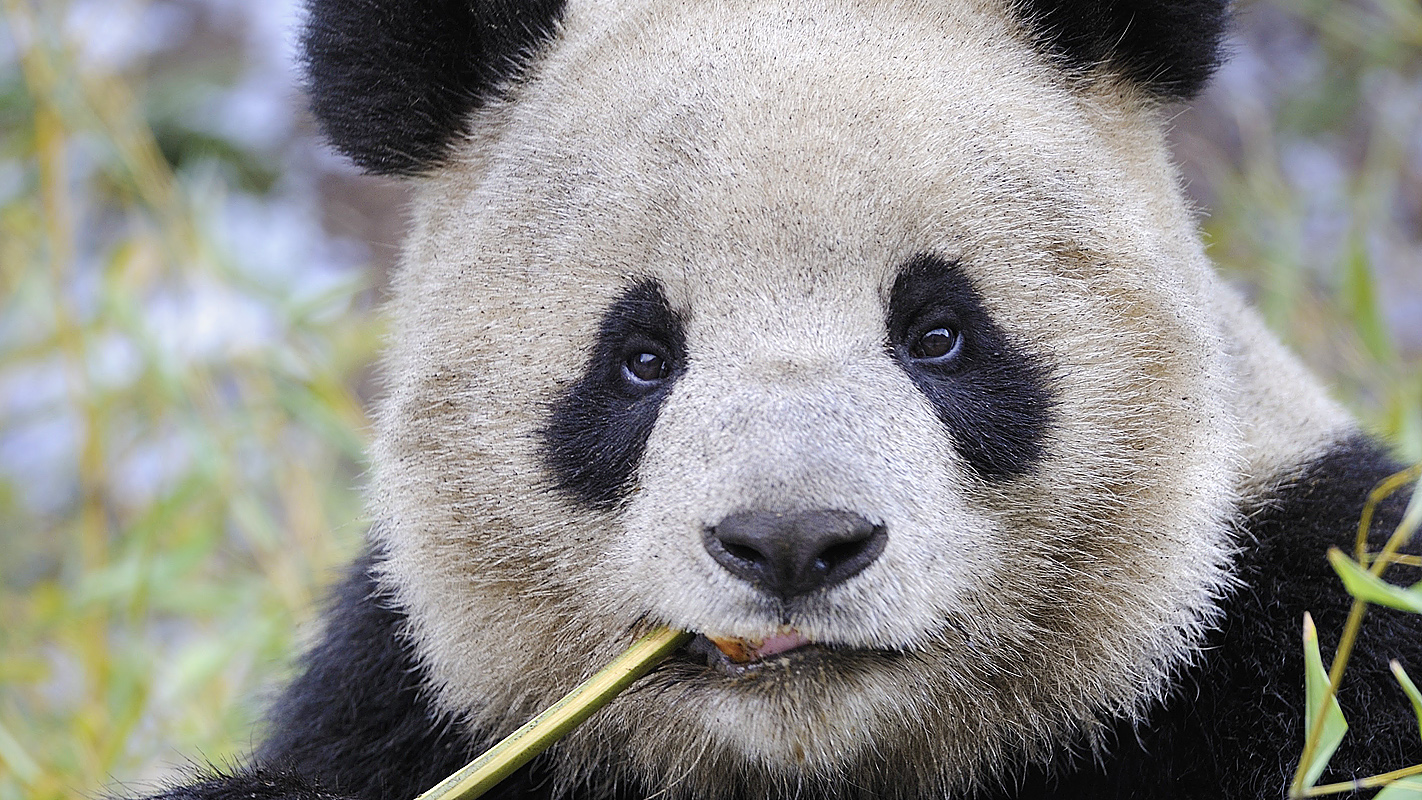 Panda feeding on bamboo
