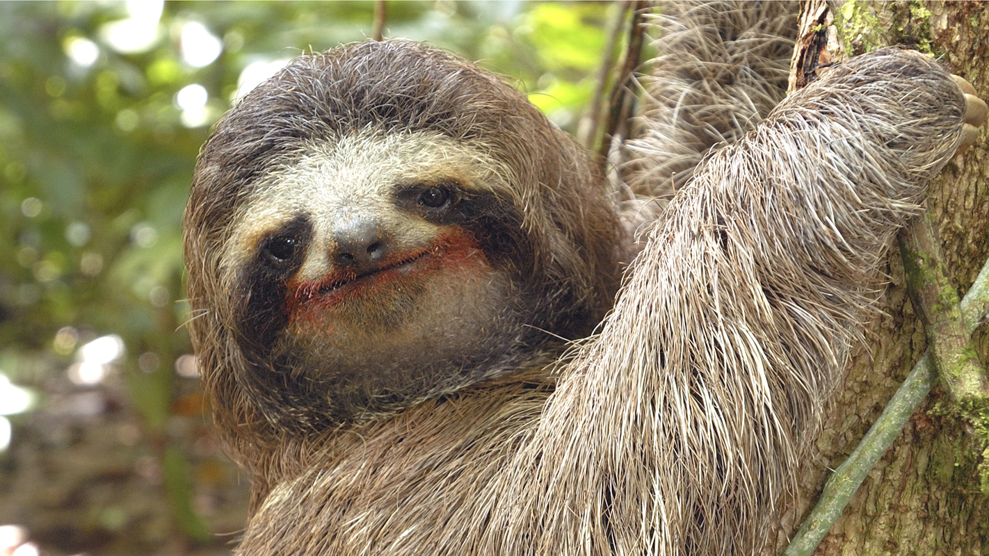 Velcro, a friendly sloth