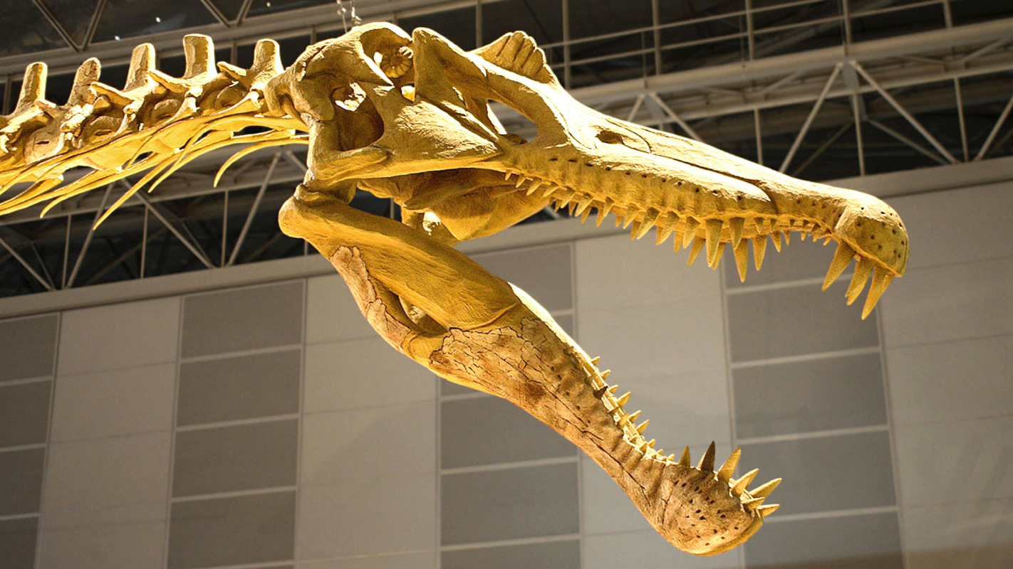 A Spinosaurus skull