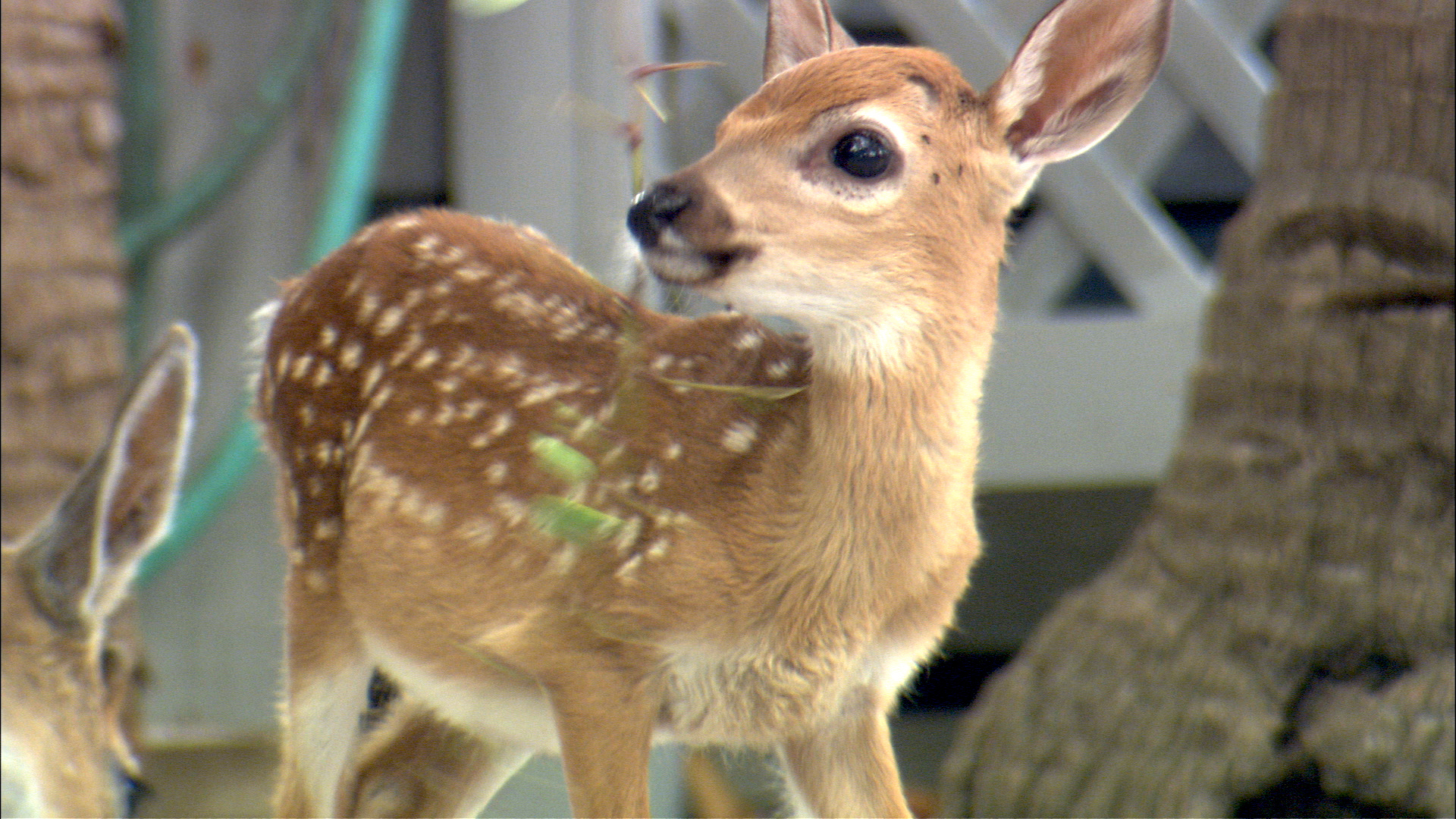 Nature: The Private Life of Deer