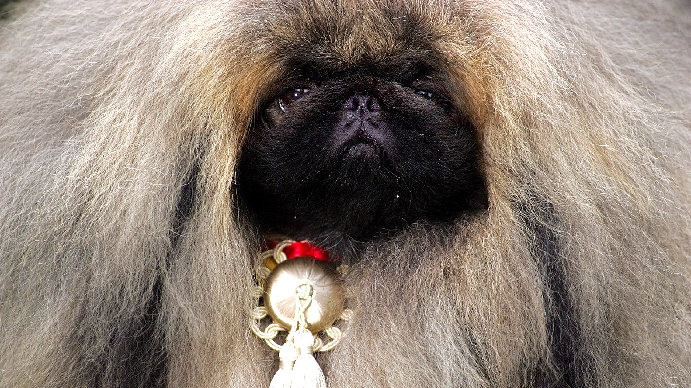 Dogs That Changed The World: Rise of the Dog