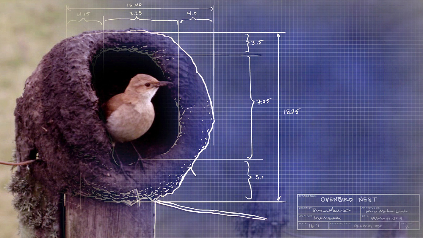 NATURE <br/>Animal Homes: The Nest