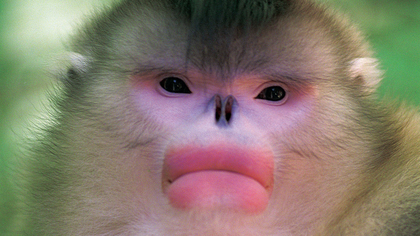 NATURE Mystery Monkeys of Shangri-La