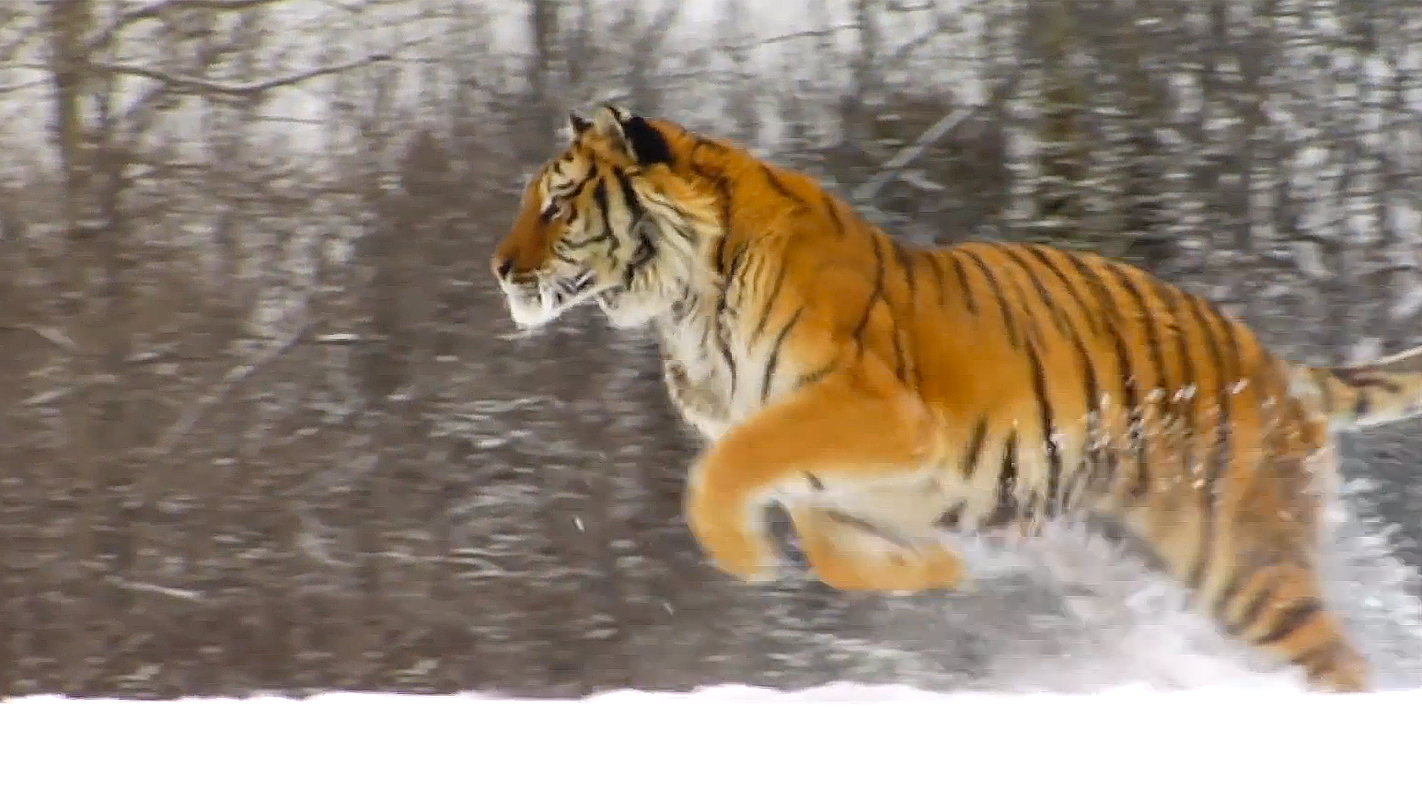 NATURE <br/>Siberian Tiger Quest