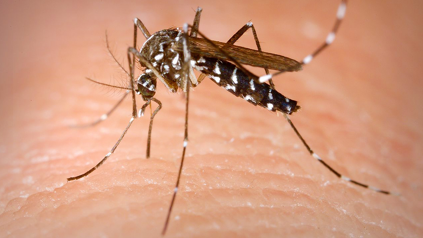 INSIGHTS ON PBS HAWAI‘I <br/>What Do We Need to Know About Dengue Fever in Hawai‘i?