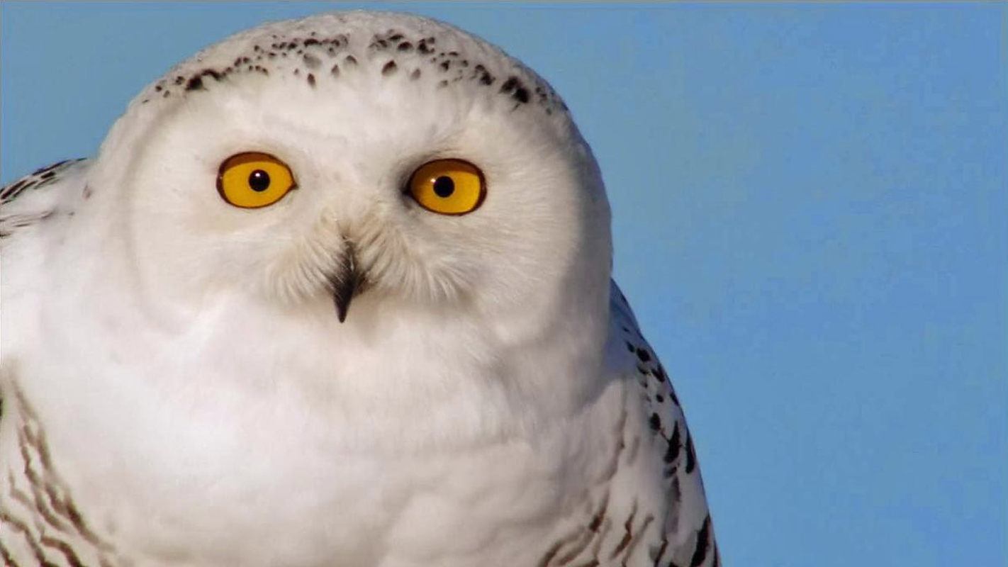 NATURE <br/>Magic of the Snowy Owl