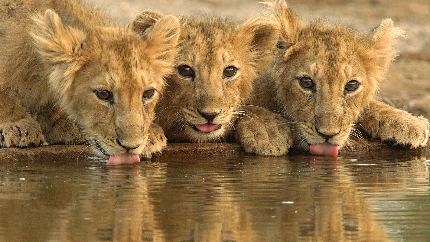 NATURE <br/>India&#8217;s Wandering Lions