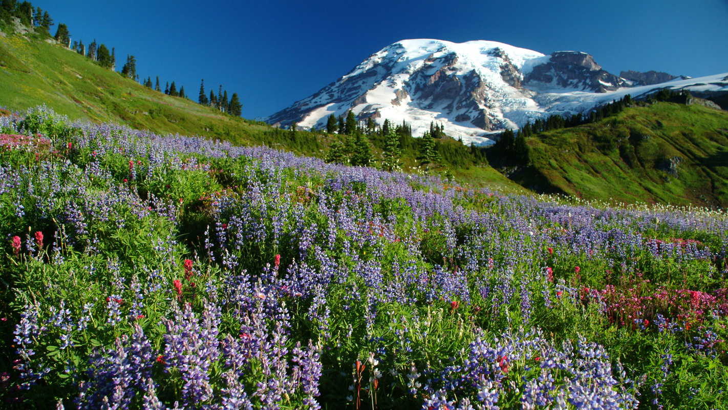 THE NATIONAL PARKS: AMERICA’S BEST IDEA <br/>The Last Refuge (1890-1915)