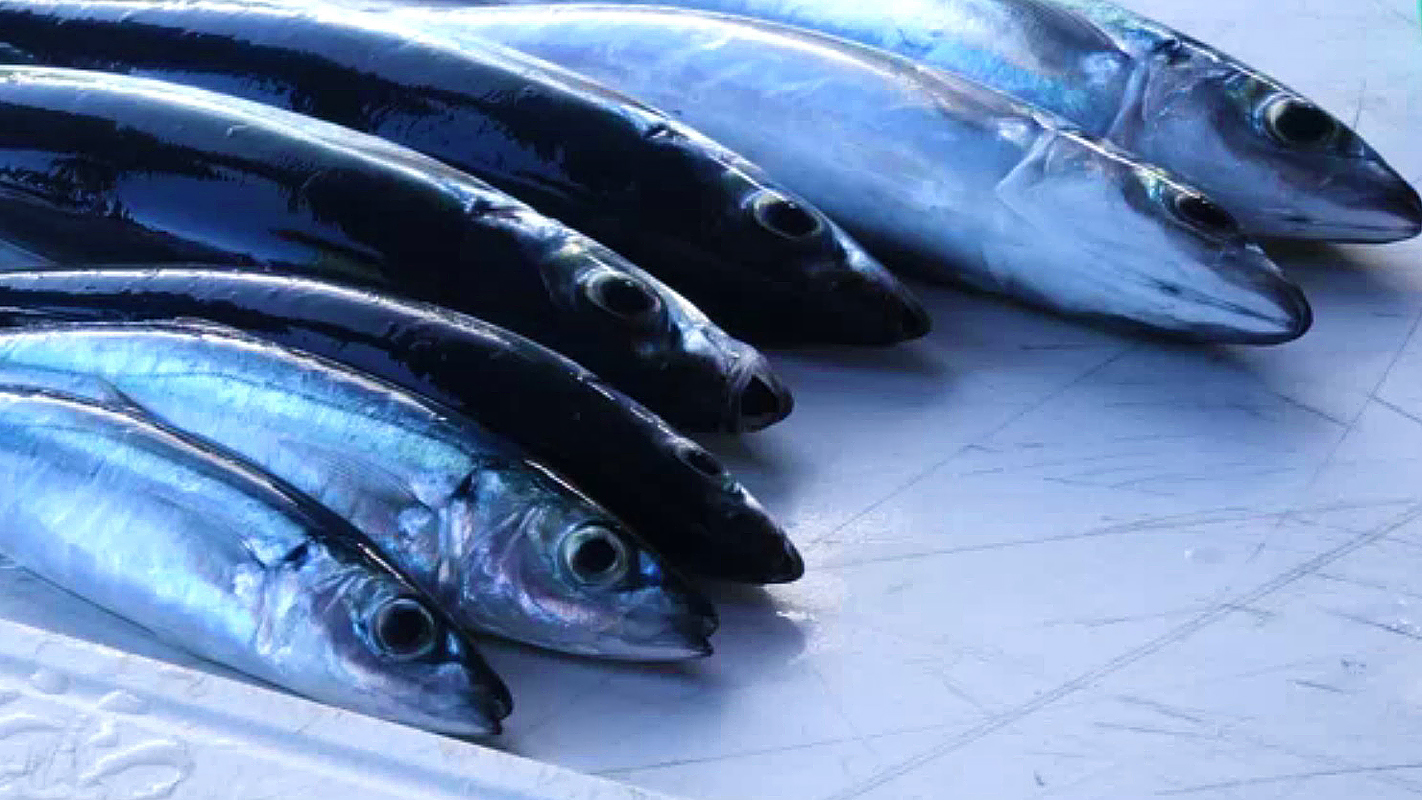 HIKI NŌ <br/>Top Story: Kua O ka La Milolii Hipuu Virtual Academy: Traditional Opelu Fishing