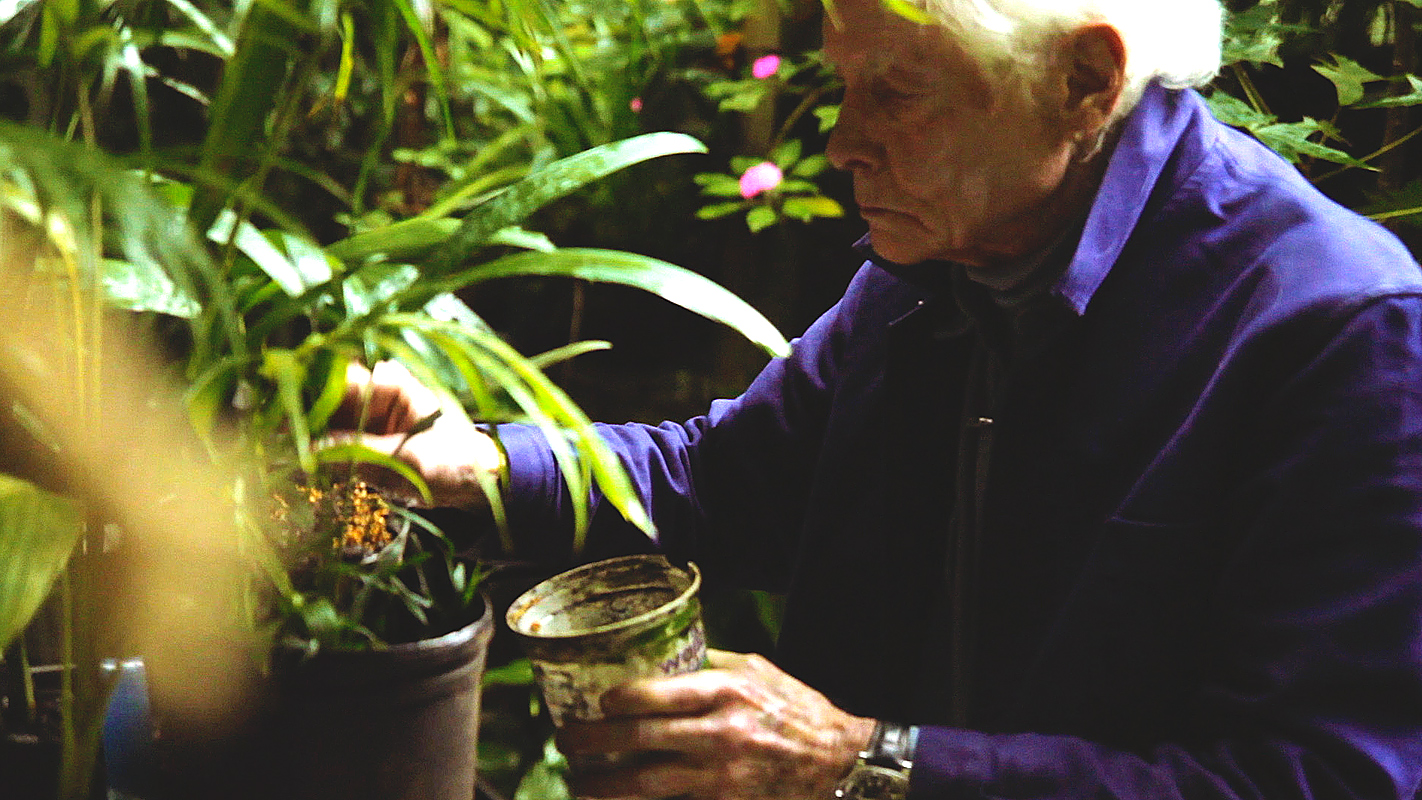 W.S. Merwin: To Plant a Tree