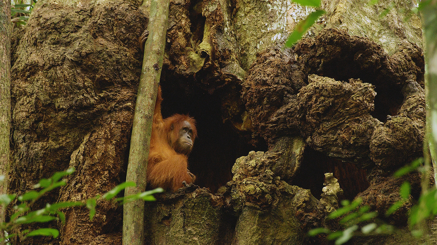 NATURE  <br/>The Last Orangutan Eden