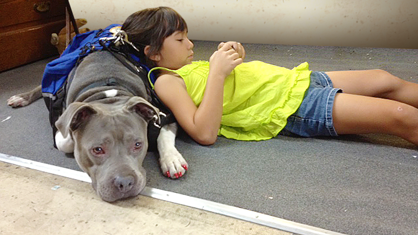 INSIGHTS ON PBS HAWAI‘I <br/>Accommodating Service and Comfort Animals