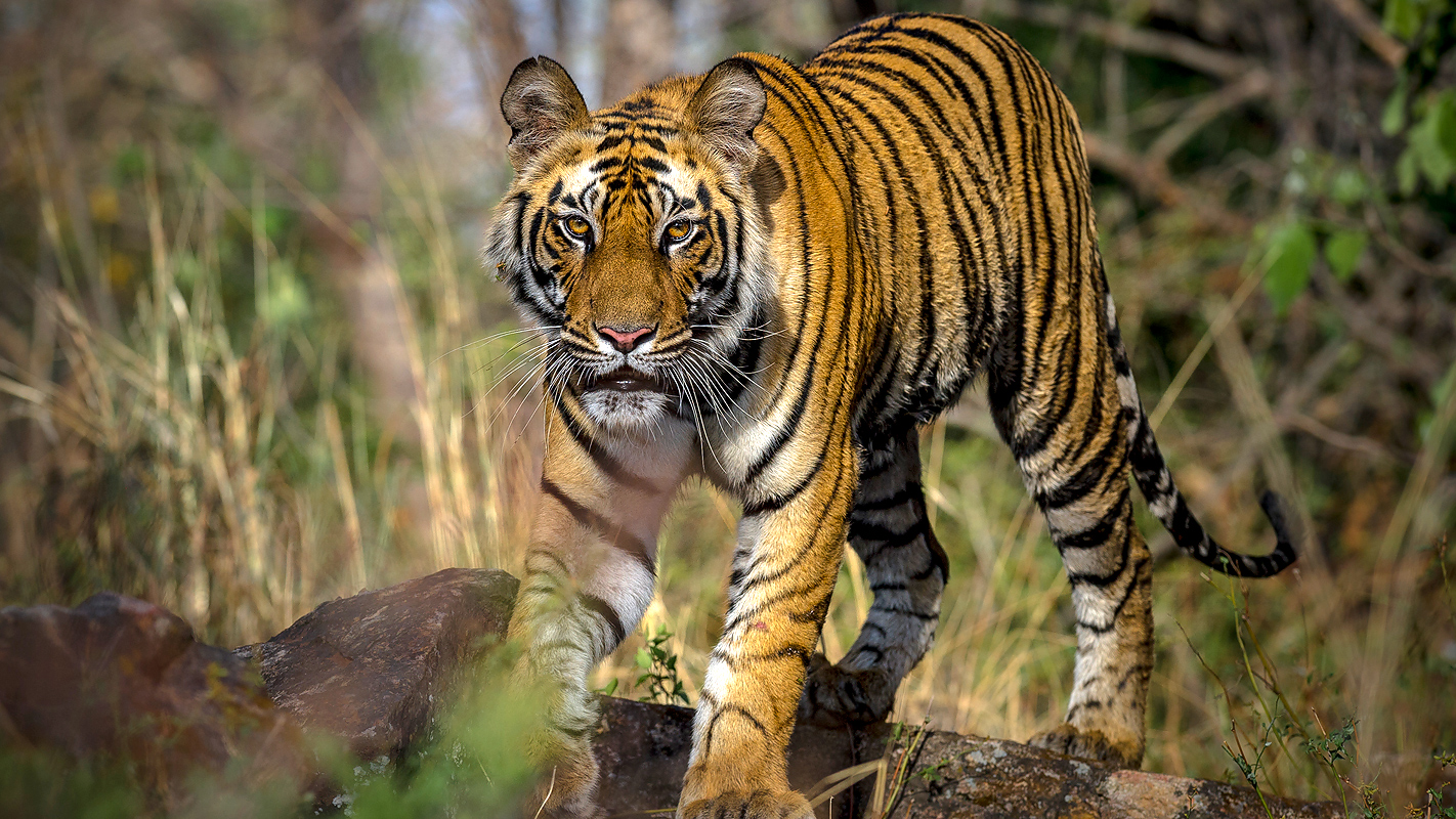 Un india natural main image 1