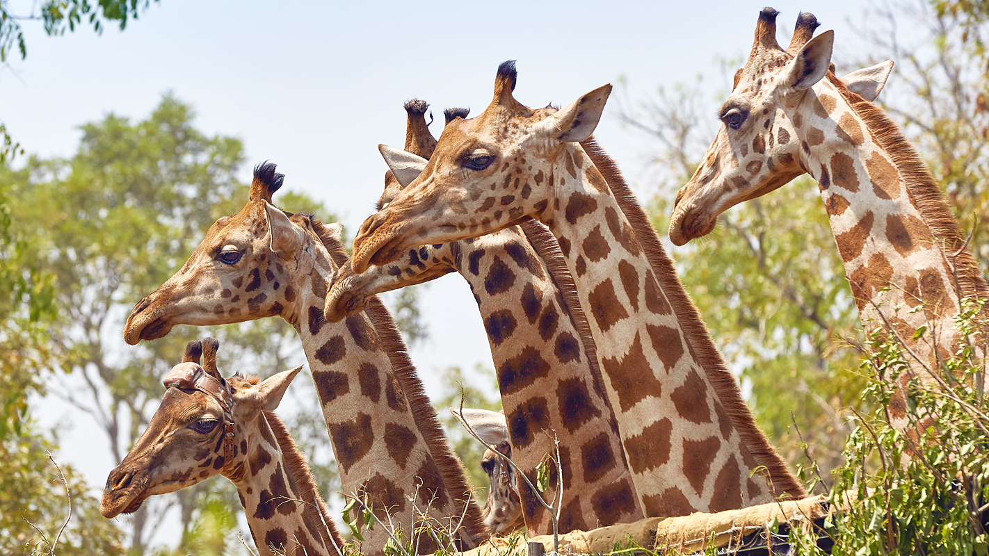 NATURE <br/>Giraffes: Africa&#8217;s Gentle Giants