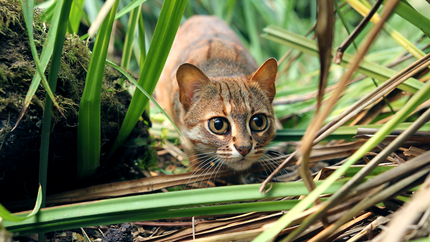 The Story of Cats: Into the Americas <br/>NATURE