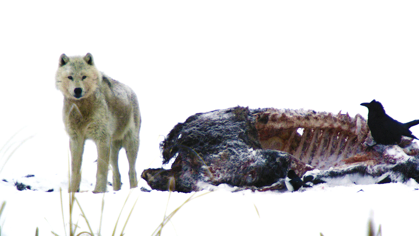 Cold Warriors: Wolves and Buffalo <br/>NATURE