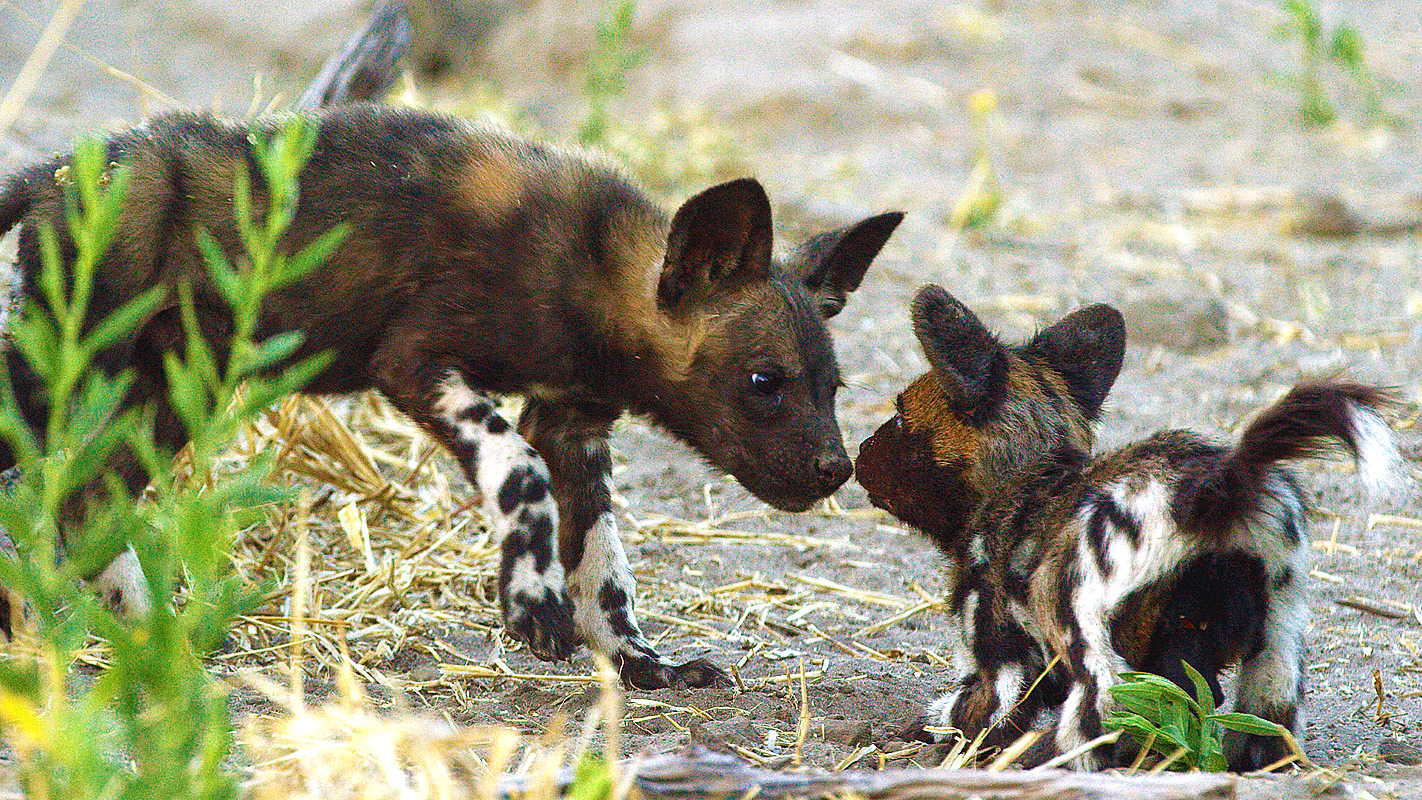 SPY IN THE WILD – A NATURE MINISERIES <br/>Love
