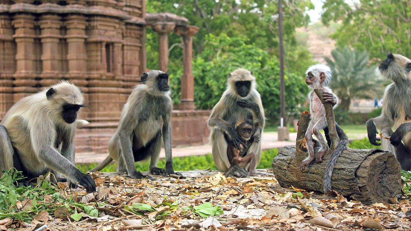 SPY IN THE WILD – A NATURE MINISERIES <br/>Bad Behavior