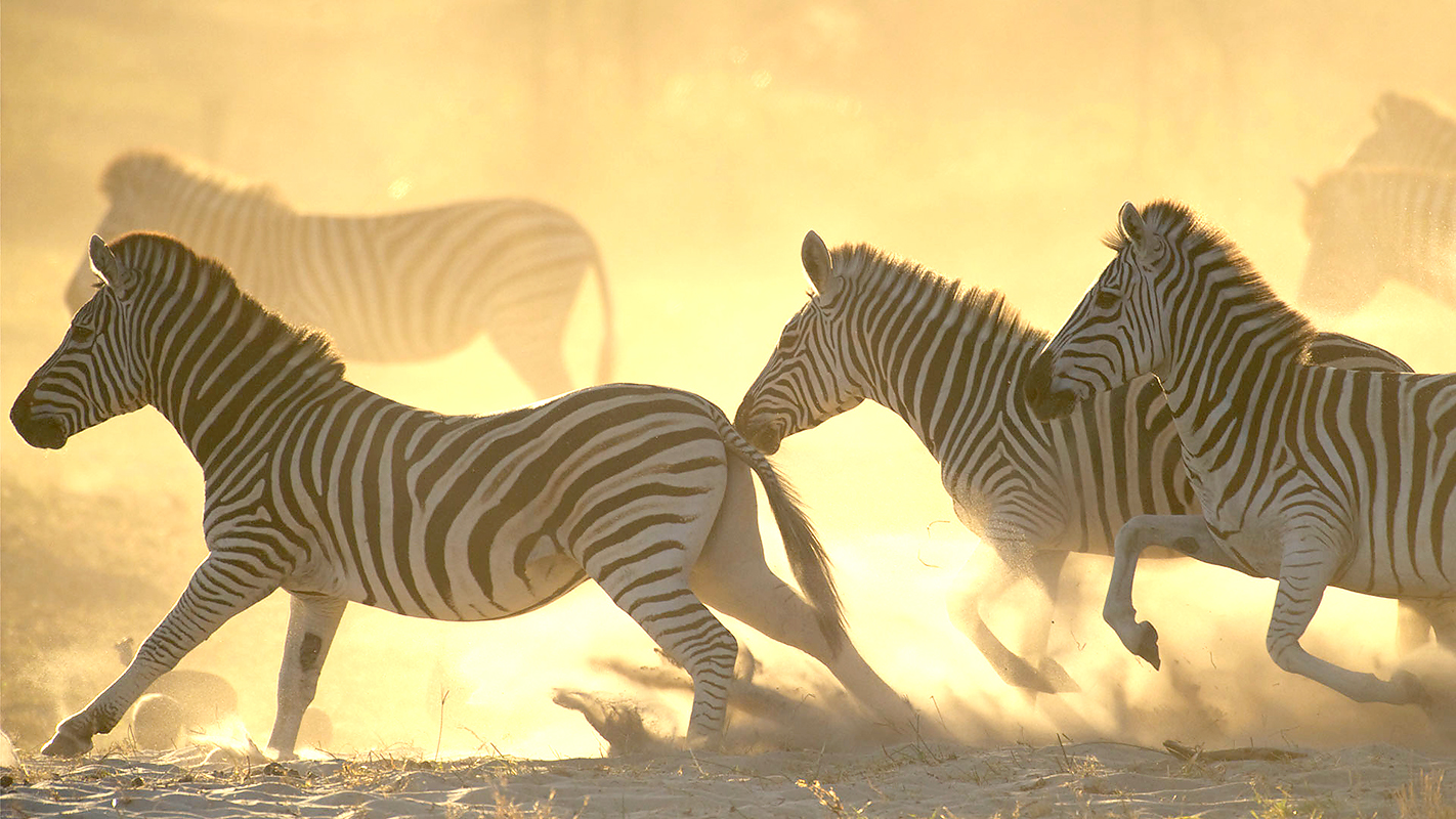 NATURE <br/>Great Zebra Exodus