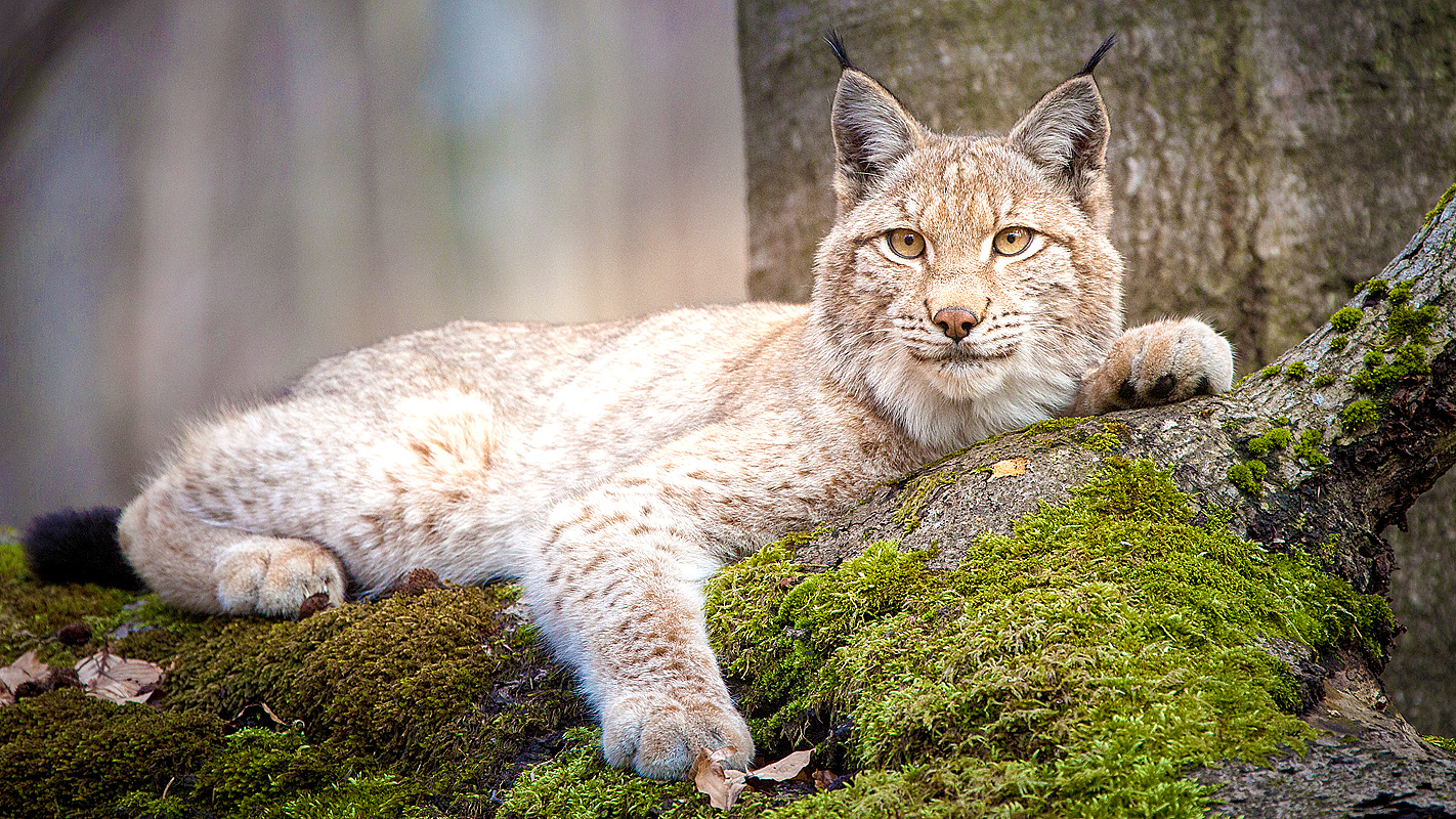 NATURE: Forest of the Lynx