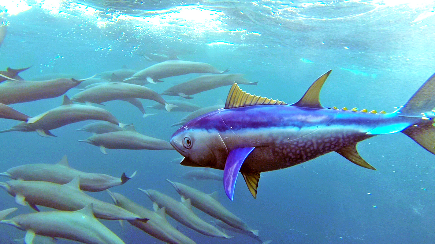 NATURE <br/>Dolphins: Spy in the Pod, Part 1