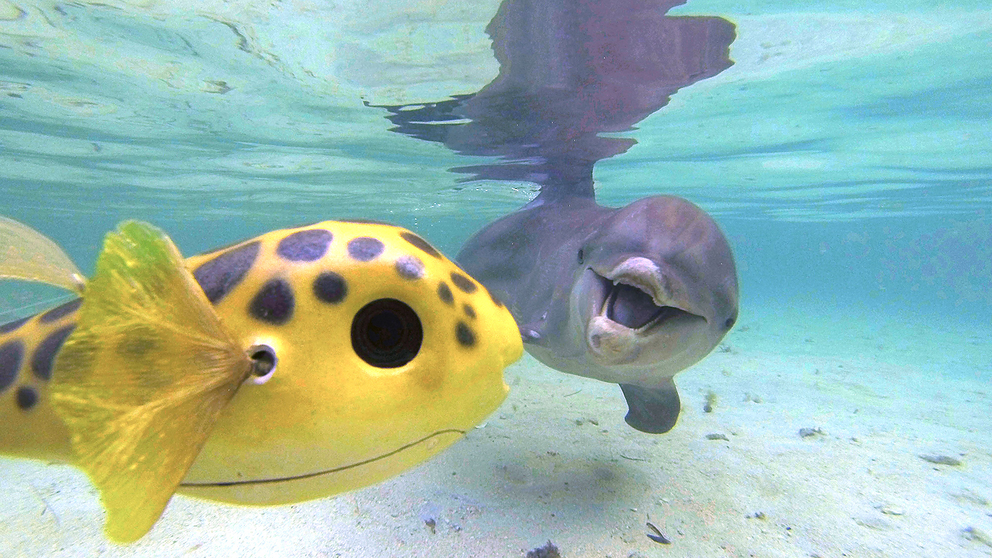 NATURE <br/>Dolphins: Spy in the Pod, Part 2