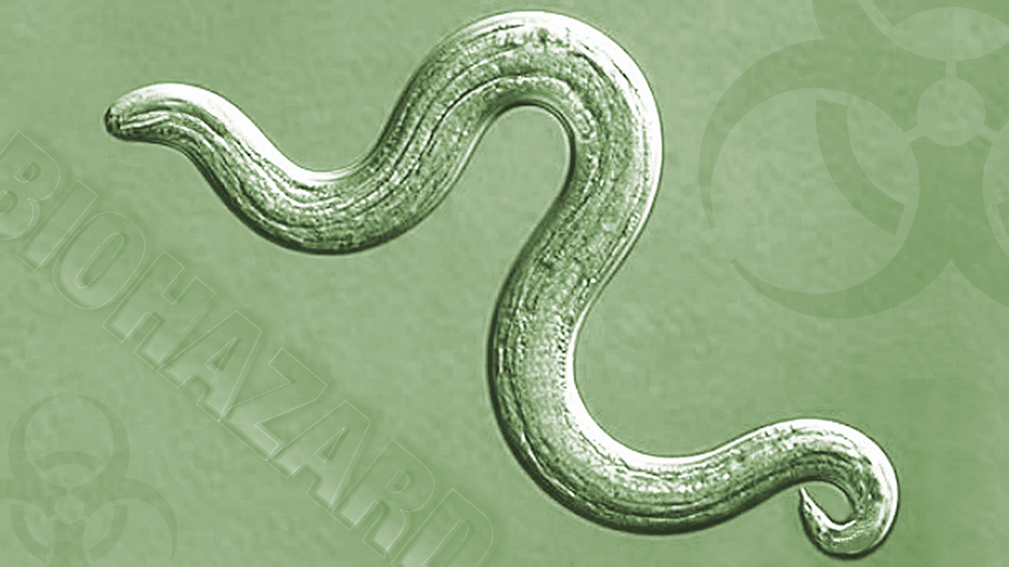 INSIGHTS ON PBS HAWAI‘I <br/>Rat Lungworm: What You Need to Know. What You Need to Do.