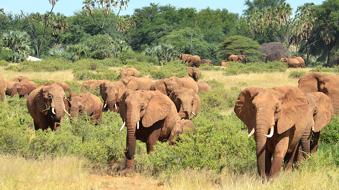 NATURE’S GREAT RACE <br/>Elephants