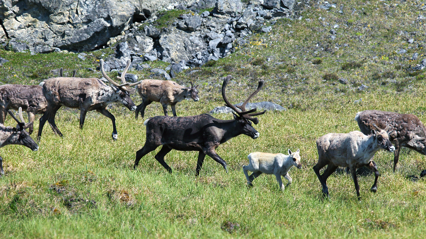 NATURE’S GREAT RACE <br/>Caribou