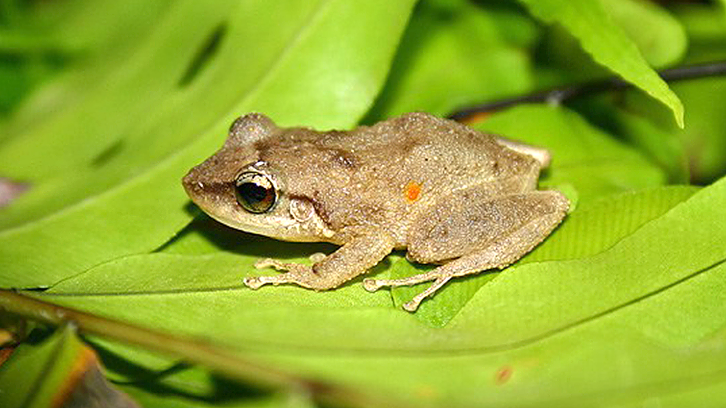 Coqui. Coquí Frog. Feed the Frog. Coqui selection e Bonita. Земноводные животные в Танзании текст.