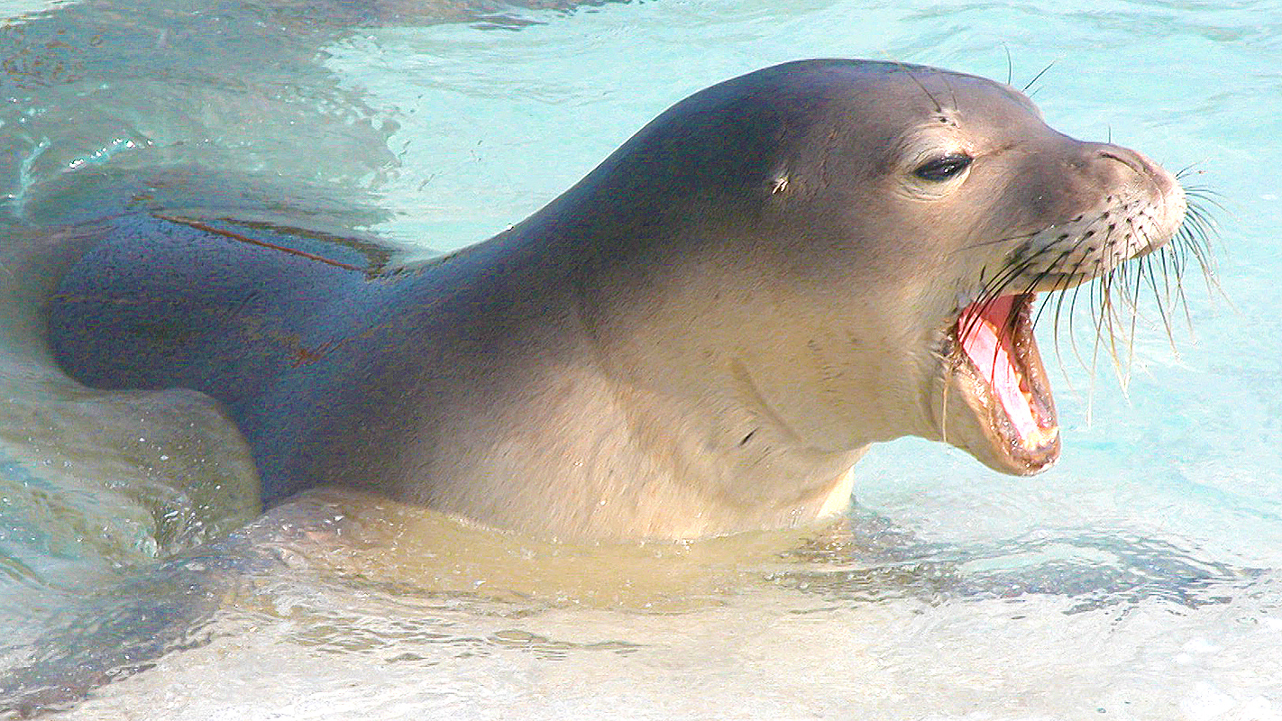 HIKI NŌ <br/>Focus on Compassion: Animals