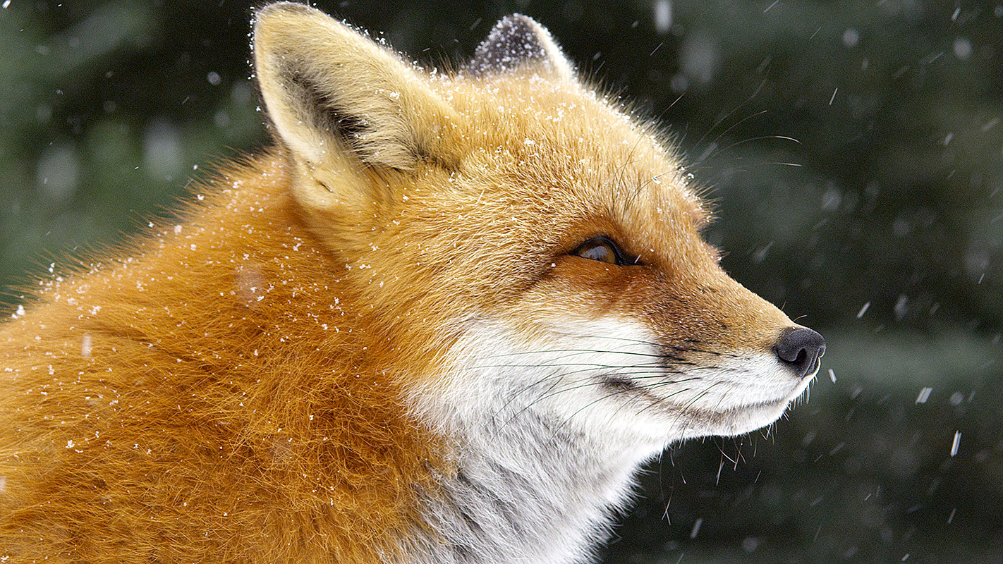 Go Inside the Secret Life of Foxes