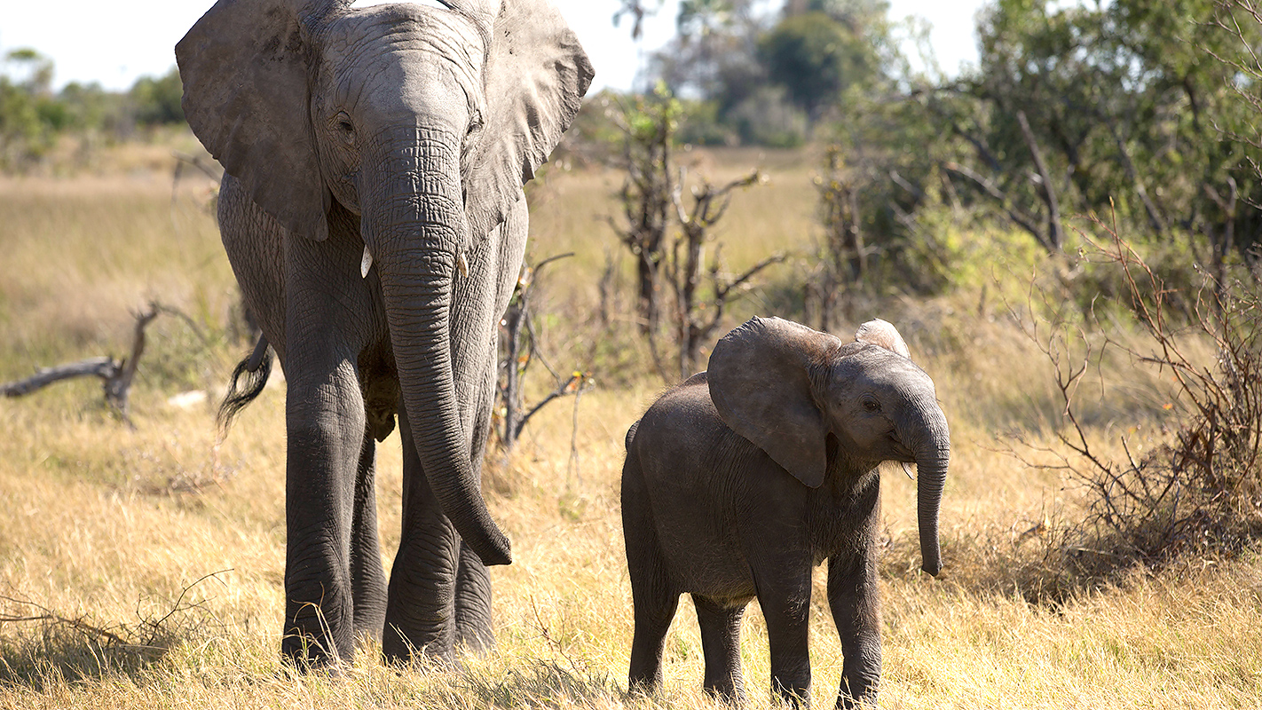NATURE <br/>Naledi: One Little Elephant