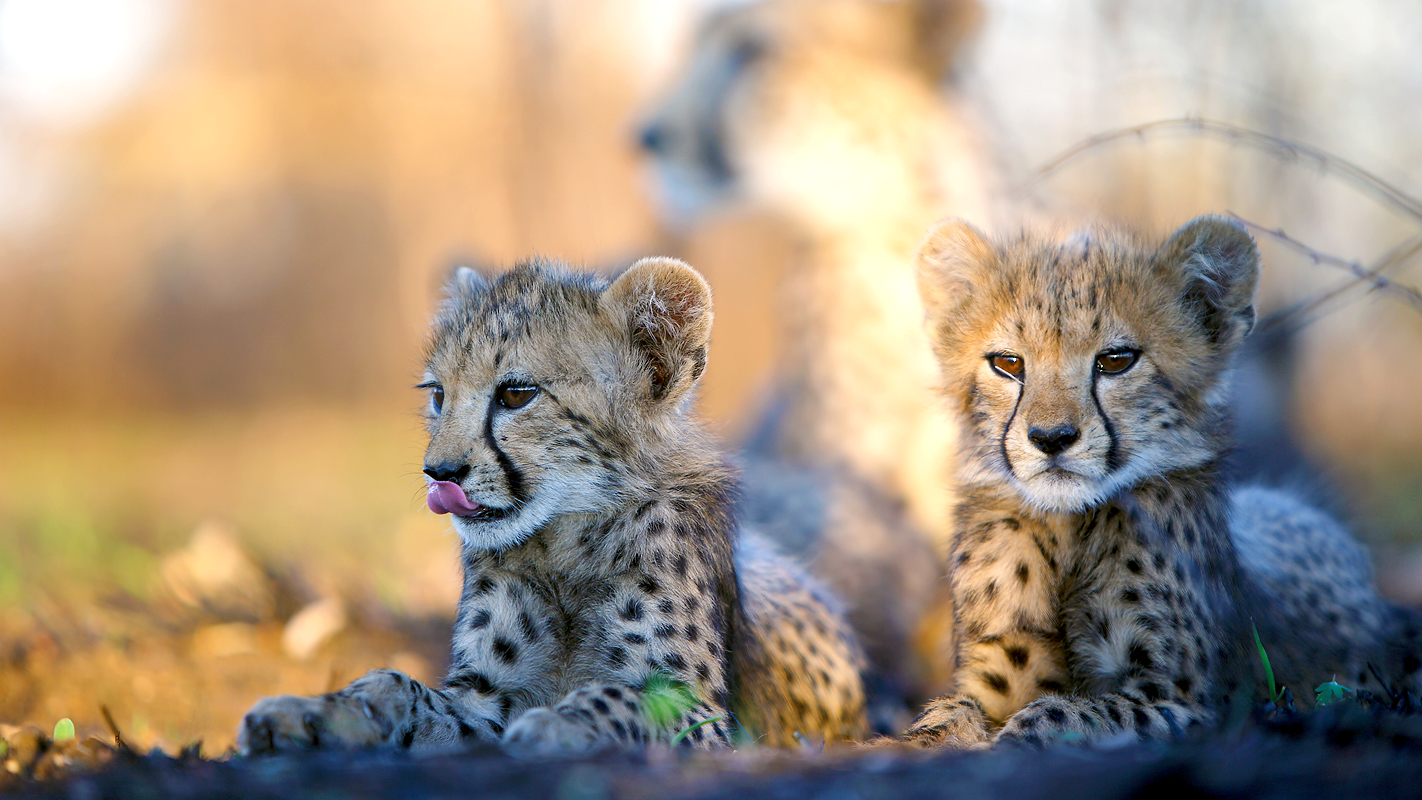 NATURE: The Cheetah Children