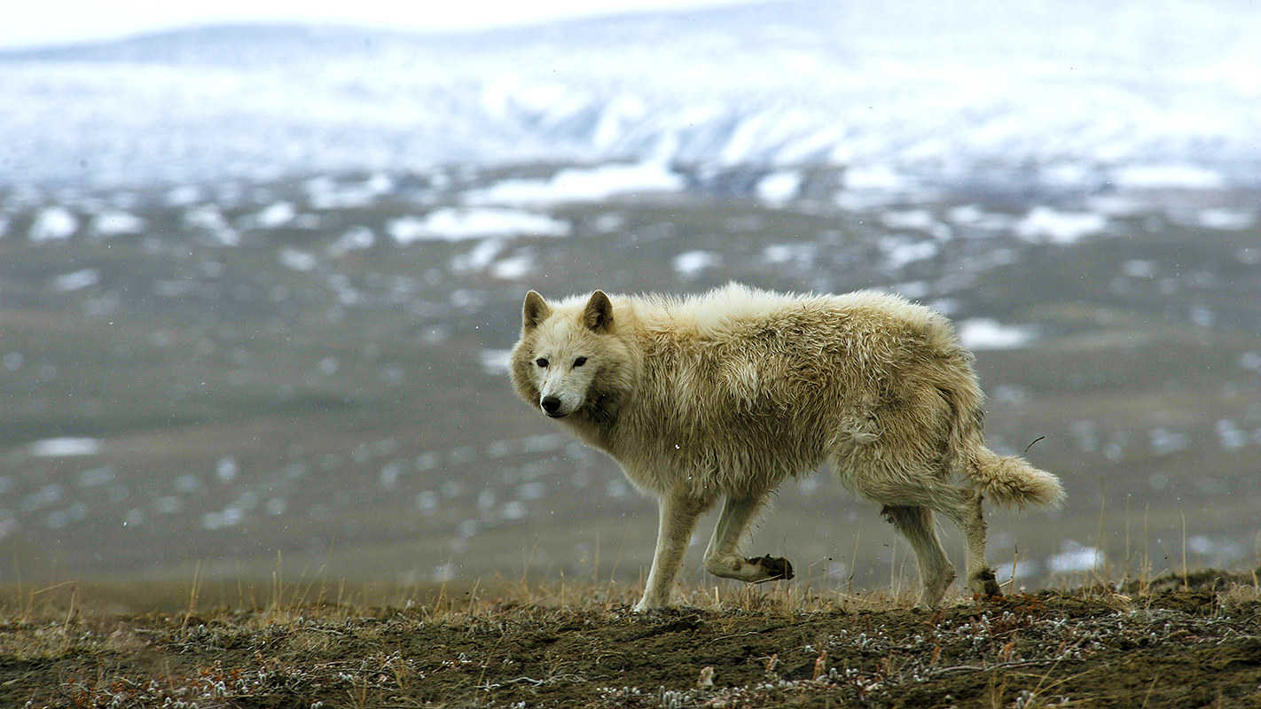 NATURE <br/>Arctic Wolf Pack
