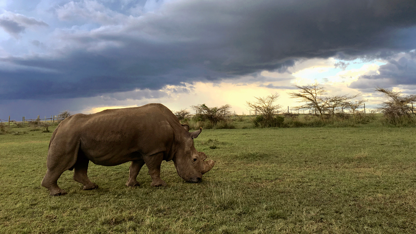 NATURE <br/>The Last Rhino