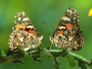 NATURE: Sex, Lies and Butterflies