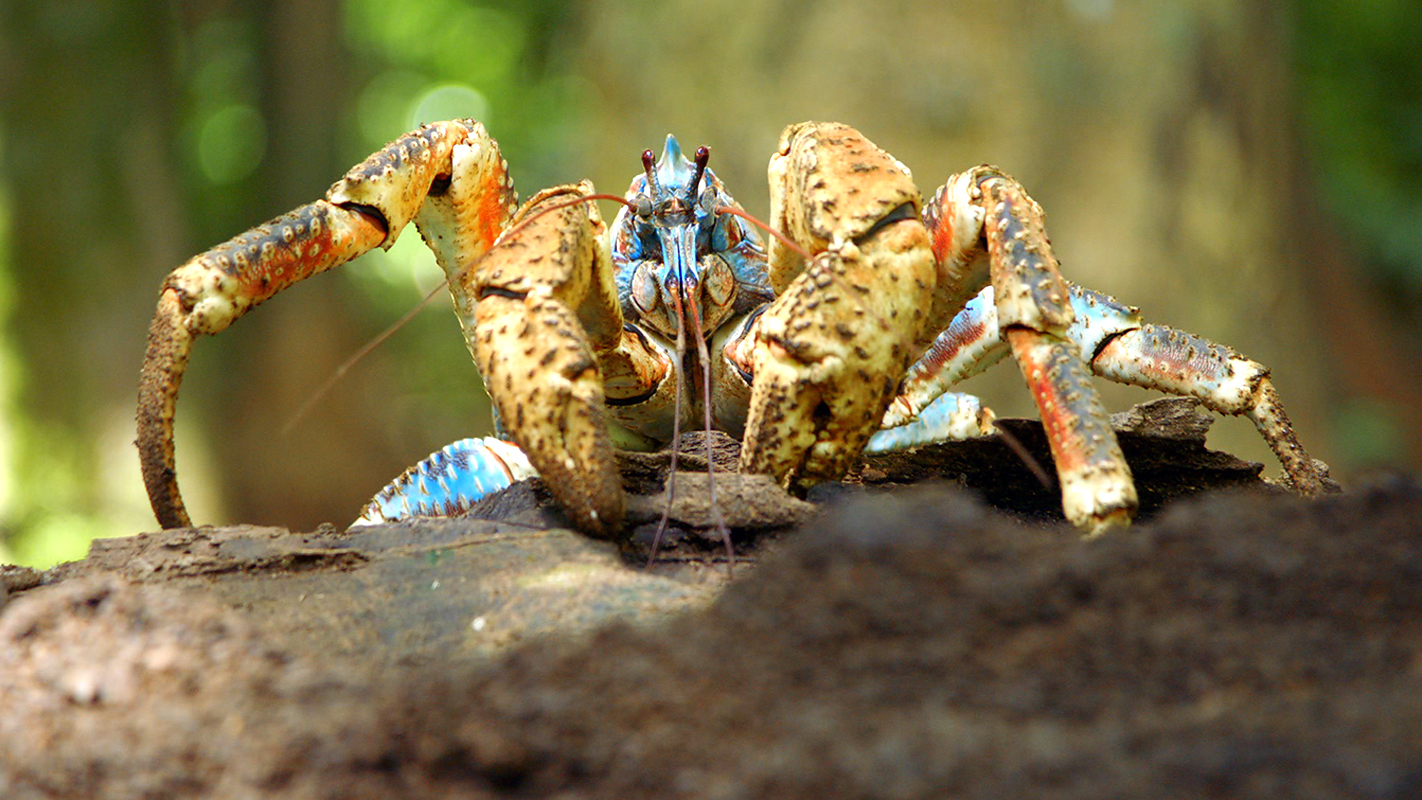 NATURE <br/>Natural Born Rebels: Hunger Wars