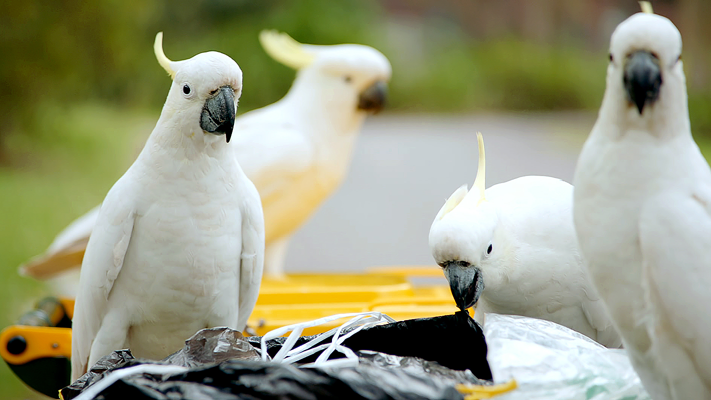 NATURE <br/>Natural Born Rebels: Survival