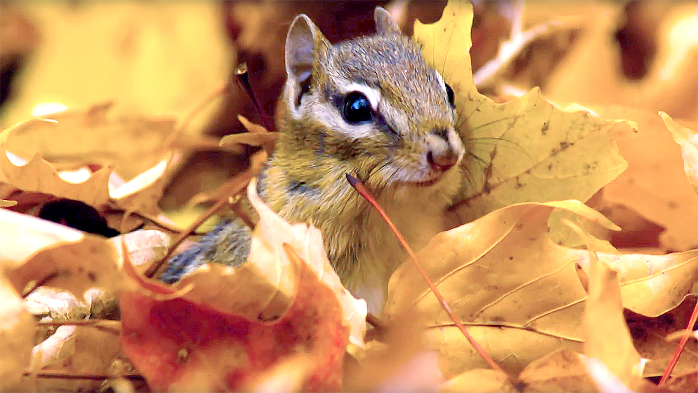 AUTUMNWATCH NEW ENGLAND <br/>Part 3 of 3