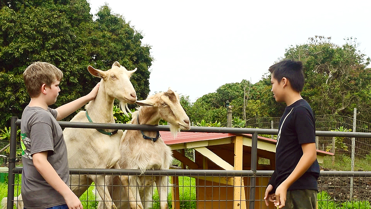 HIKI NŌ: Episode #1003 - Dancing Goat Sanctuary on Hawai‘i Island and other stories