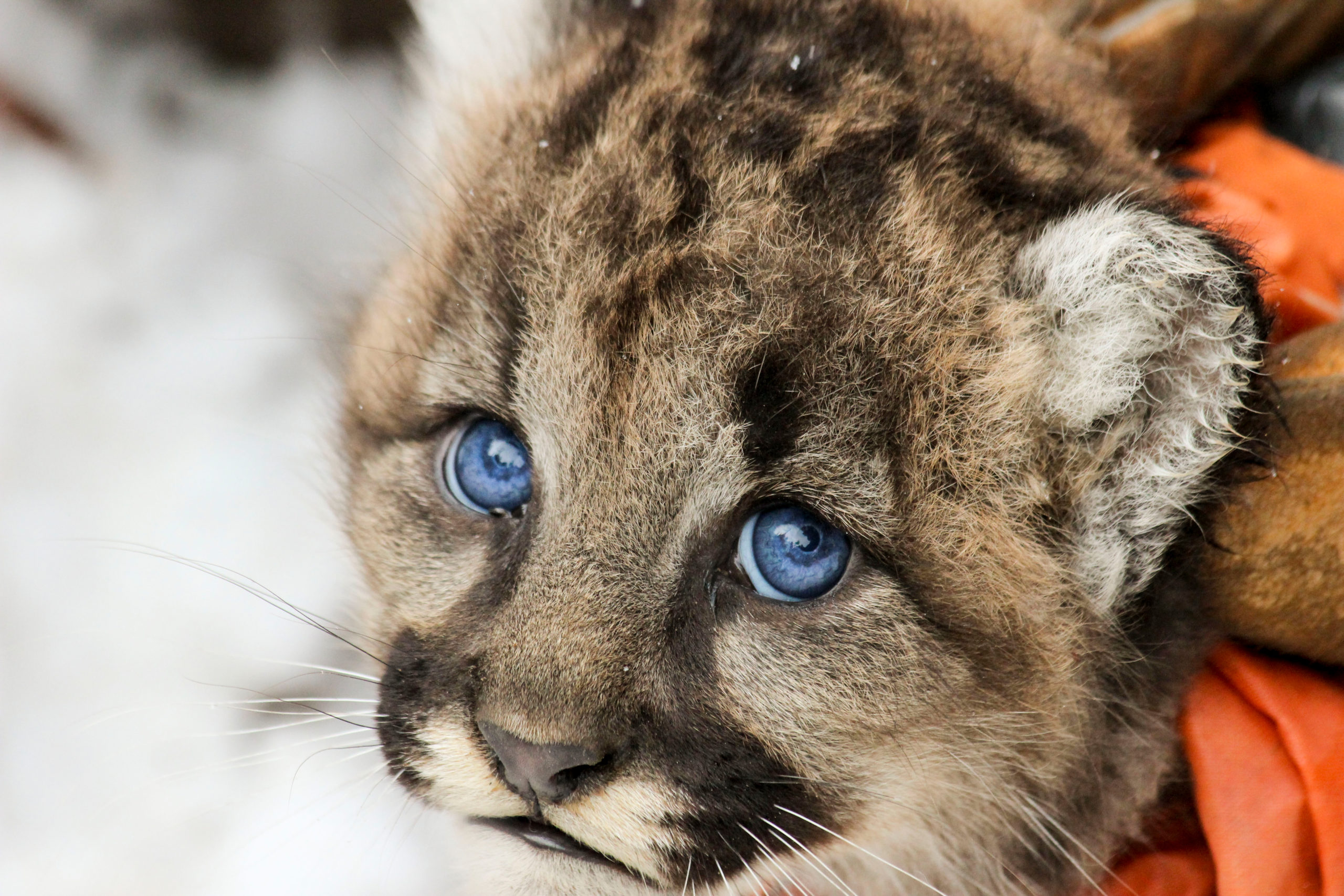 Picture Shows: A young mountain lion cub (Puma concolor) is fitted with a GPS collar so that scientists can follow its early life. Over time her striking blue eyes will darken.