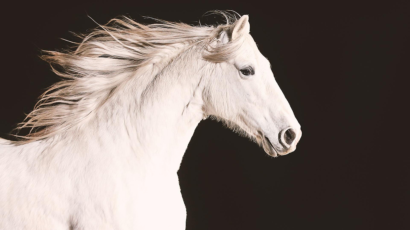 NATURE - Equus: Story of the Horse - Origins