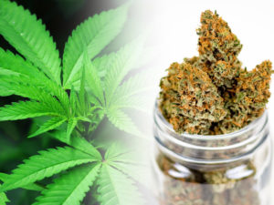 INSIGHTS ON PBS HAWAI‘I: Recreational Marijuana