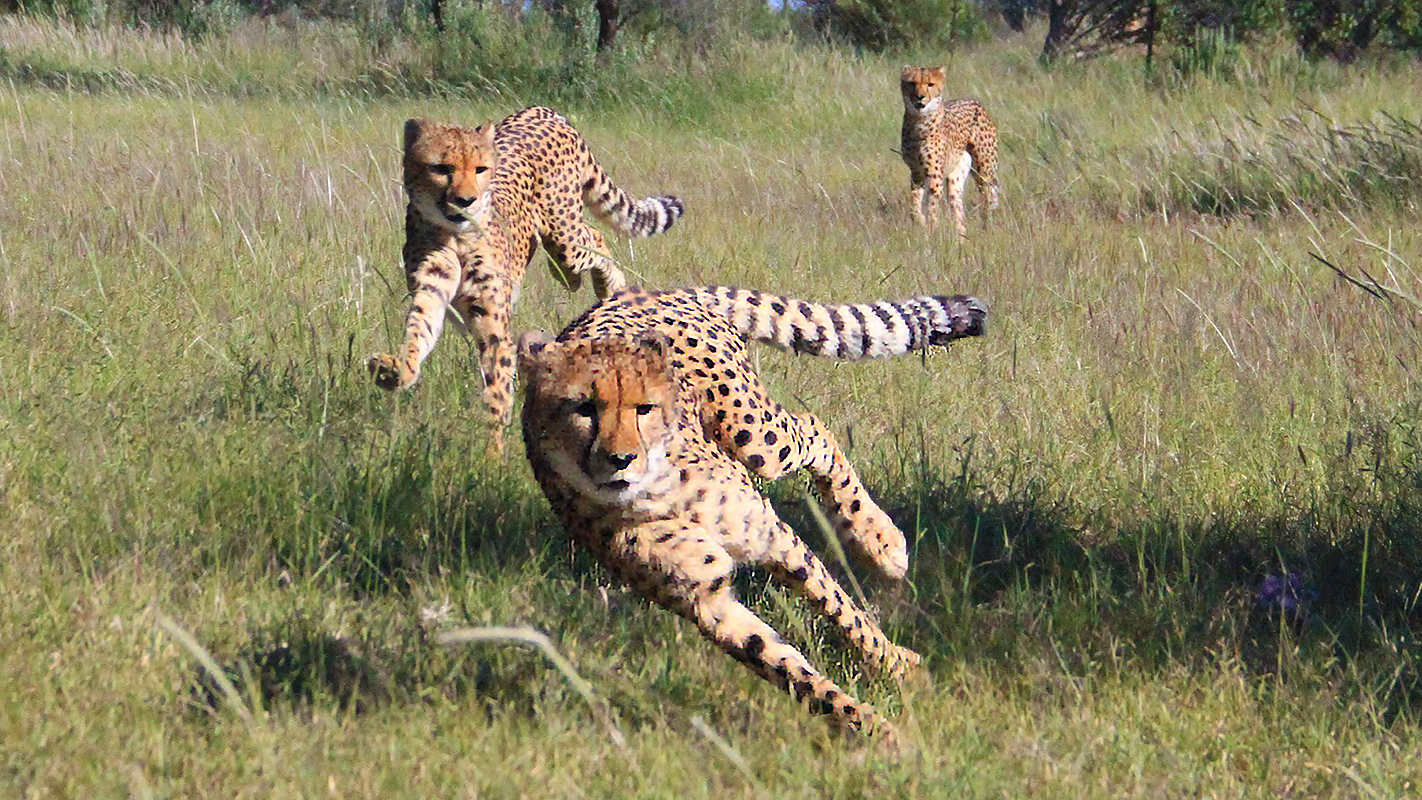 BORN TO EXPLORE: NAMIBIA - Land of the Cheetah