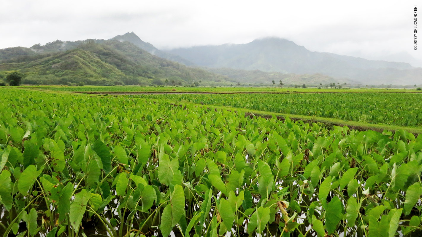 INSIGHTS ON PBS HAWAIʻI <br/>Indigenous Agriculture