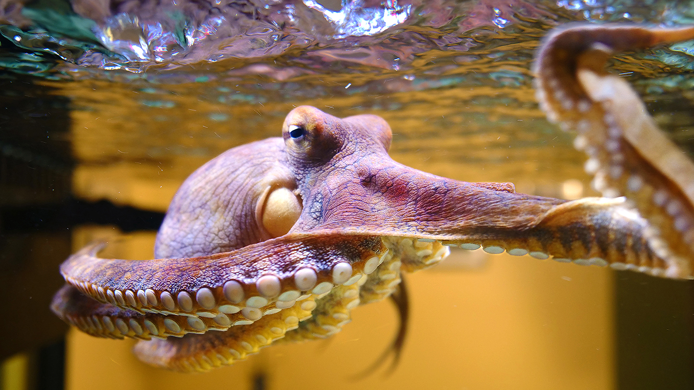 Making Contact with an Octopus