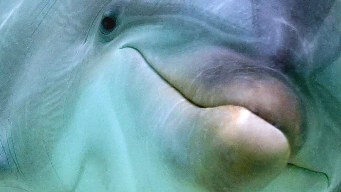 NOVA: Inside Animal Minds: Who’s the Smartest?